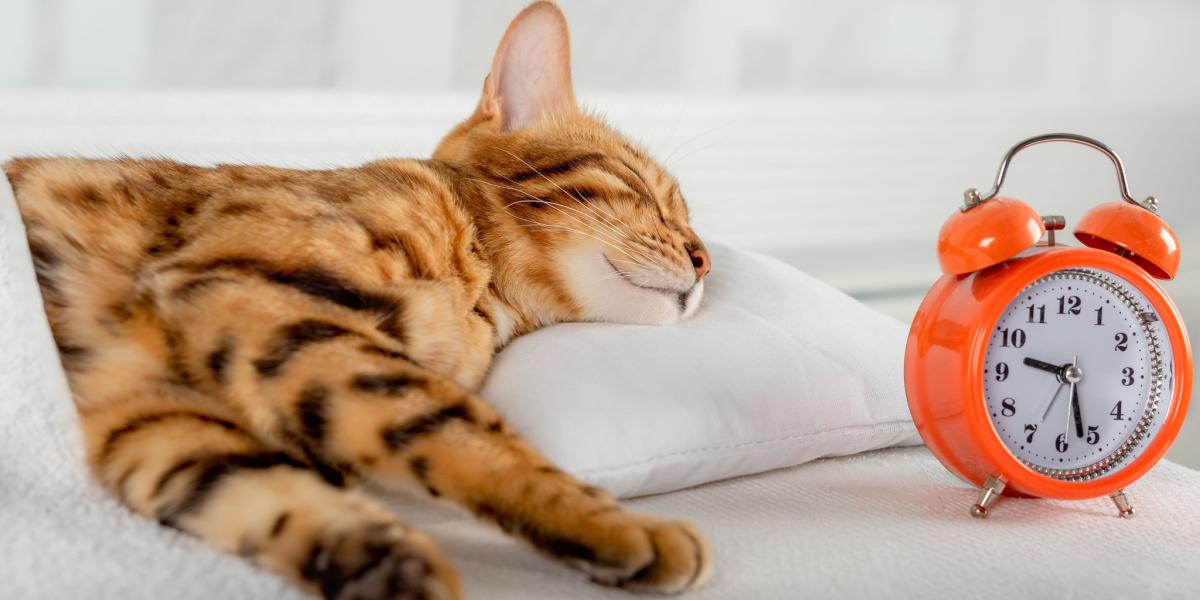 Quanto tempo vivono gatti e cani Quanto tempo ci Vuole Quanto tempo vivono gatti e cani Quanto tempo ci Vuole